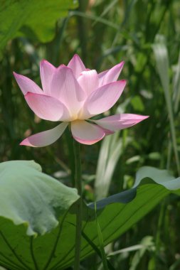 a Lotus planting in a pool, hk