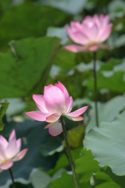 Lotus field at Tin Shui Wai, hong kong