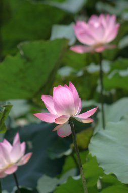 Lotus field at Tin Shui Wai, hong kong