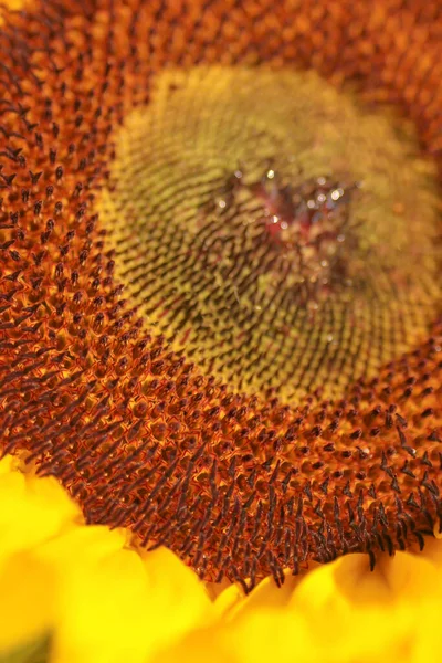 Închide Floarea Soarelui Natură Floarea Soarelui Luncă Natură Fundal — Fotografie, imagine de stoc