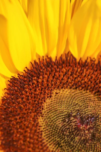 Vicino Girasole Natura Girasoli Prato Natura Sfondo — Foto Stock