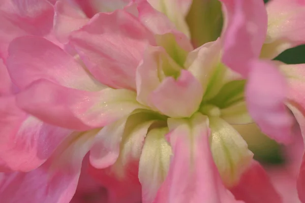 2005年06月8日春にピンクのヒヤシンスの花 色とりどりの花 — ストック写真