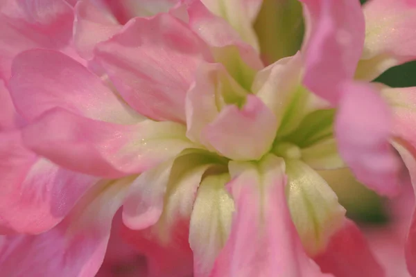2005年06月8日春にピンクのヒヤシンスの花 色とりどりの花 — ストック写真