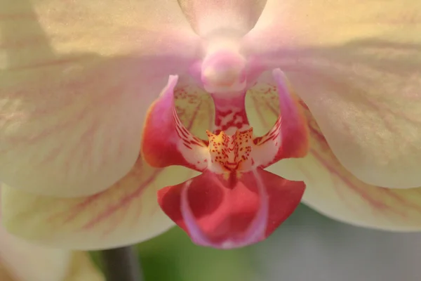 Fiori Dei Orchids Nella Foresta Verde Estate Giardino Bello Del — Foto Stock