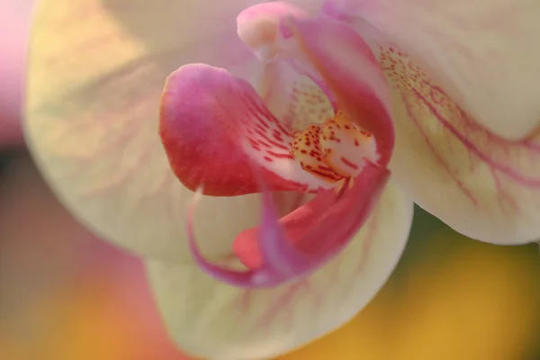Орхидеи Цветы Зеленом Летнем Лесу Красивый Цветочный Сад — стоковое фото