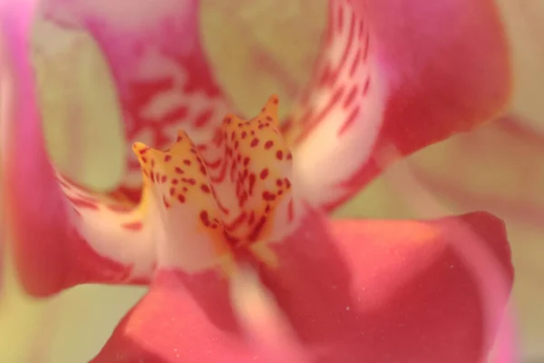 Orchideák Virágok Zöld Nyári Erdőben Gyönyörű Virágos Kert — Stock Fotó