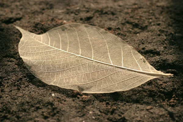 Juin 2005 Feuille Squelettée Arbre Sur Terre — Photo