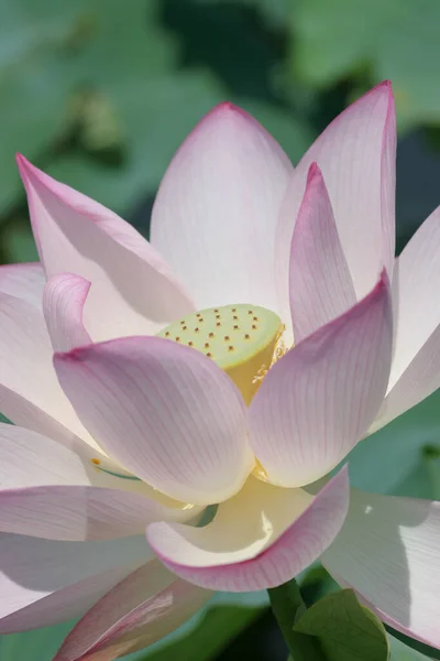 Розовый Цветок Лотоса Пруду Лотоса — стоковое фото