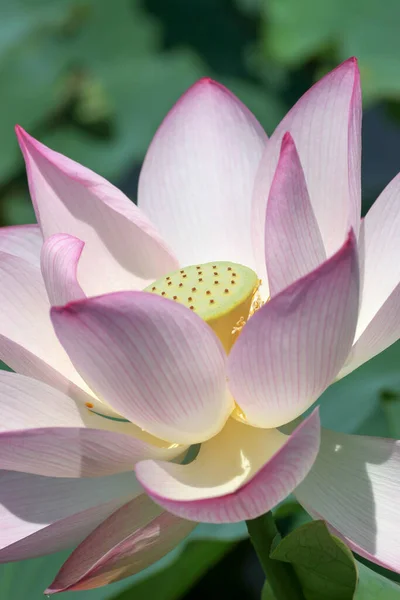 Розовый Цветок Лотоса Пруду Лотоса — стоковое фото