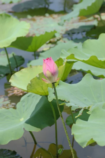 Lotus Field Tin Shui Wai Hong Kong — Zdjęcie stockowe