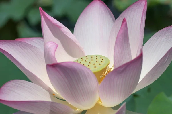 Rosa Lotus Blomma Vid Lotus Fält Damm — Stockfoto