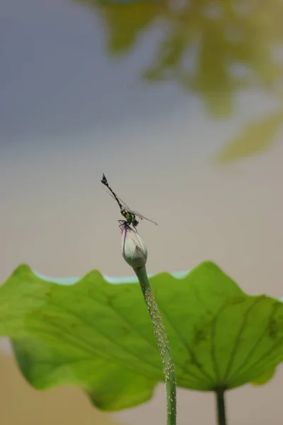 Libellula Appollaiato Sulla Cima Dell Albero Con Natura Bokeh Sfondo — Foto Stock