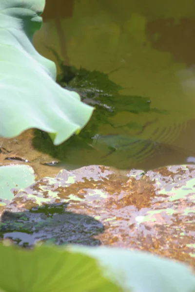 Lotus Pond Lotus Leaf Green — Stock Photo, Image