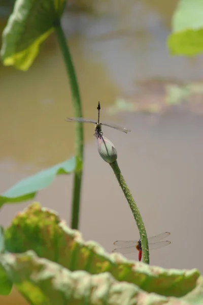 Szitakötő Ült Tetején Természet Bokeh Háttér — Stock Fotó