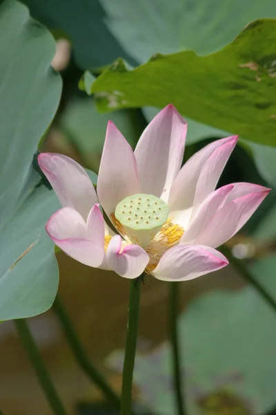 Fleur Rose Lotus Étang Champ Lotus — Photo