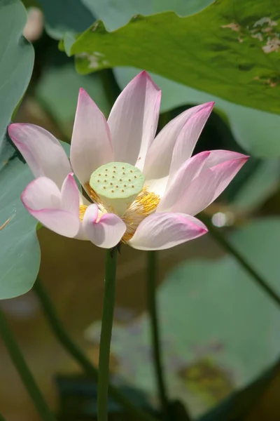 Flor Rosa Loto Estanque Del Campo Lotus — Foto de Stock