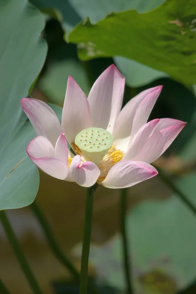 Lotus Plantation Dans Une Piscine — Photo