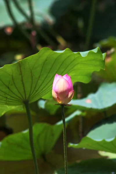 Flor Loto Floreciendo Estanque Verano Con Hojas Verdes Como Fondo — Foto de Stock