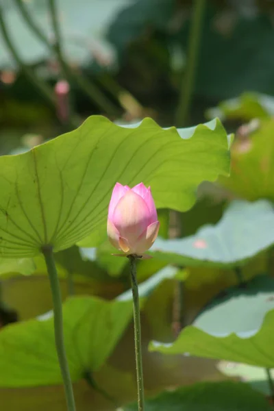 Flor Lótus Florescendo Lago Verão Com Folhas Verdes Como Fundo — Fotografia de Stock