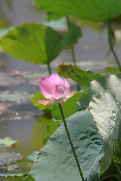 Flor Lótus Florescendo Lago Verão Com Folhas Verdes Como Fundo — Fotografia de Stock