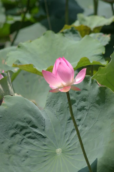 Flor Lótus Florescendo Lago Verão Com Folhas Verdes Como Fundo — Fotografia de Stock