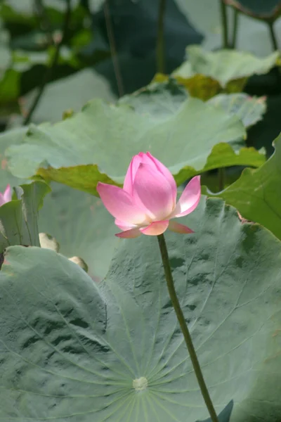 Lotus Planting Pool — Fotografia de Stock