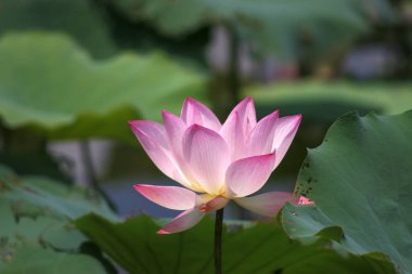 a Lotus planting in a pool, hk