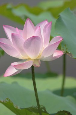 the close up of big lotus at pool 
