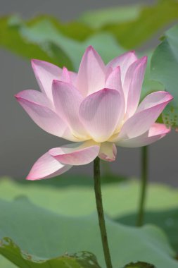 a Lotus planting in a pool, hk