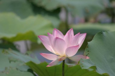 Arka planda yeşil yapraklar ile yaz göletinde açan nilüfer çiçeği.