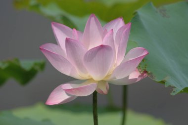 the close up of big lotus at pool 