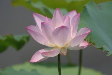 Arka planda yeşil yapraklar ile yaz göletinde açan nilüfer çiçeği.