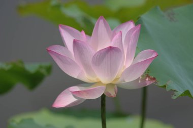 the close up of big lotus at pool 