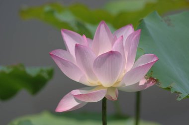 a Lotus planting in a pool, hk