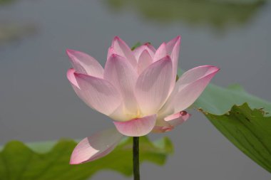 Arka planda yeşil yapraklar ile yaz göletinde açan nilüfer çiçeği.