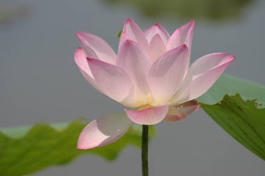 the close up of big lotus at pool 