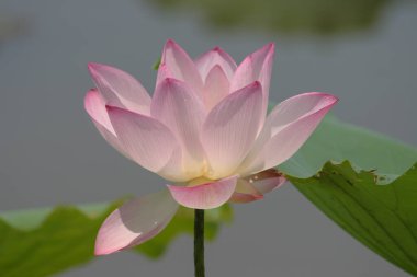 Lotus tarlası göletinde pembe nilüfer çiçeği