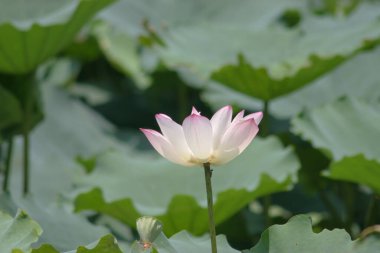 a Lotus planting in a pool, hk