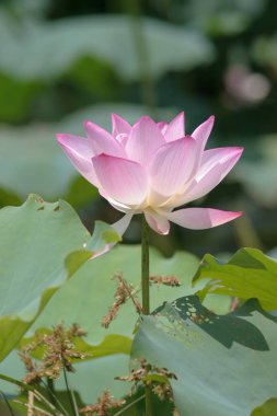 the close up of big lotus at pool 