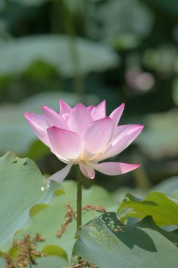 Arka planda yeşil yapraklar ile yaz göletinde açan nilüfer çiçeği.