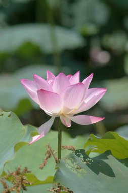 the close up of big lotus at pool 