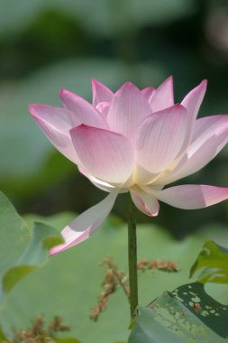 the close up of big lotus at pool 