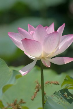 a Lotus planting in a pool, hk