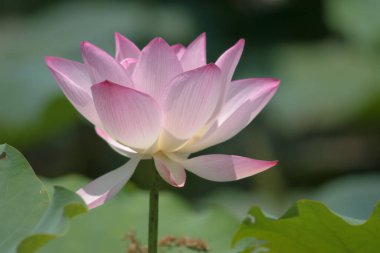 the close up of big lotus at pool 