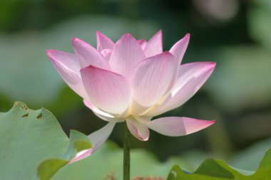 the close up of big lotus at pool 