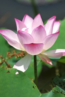 the close up of big lotus at pool 