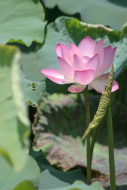 a Lotus planting in a pool, hk