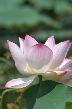 Arka planda yeşil yapraklar ile yaz göletinde açan nilüfer çiçeği.