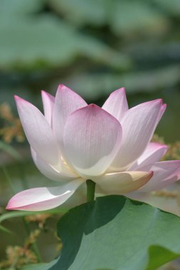 a Lotus planting in a pool, hk