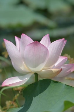 the close up of big lotus at pool 